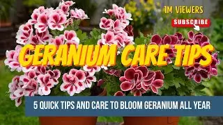 5 Quick Tips to Bloom Geranium Flower  All Year Around