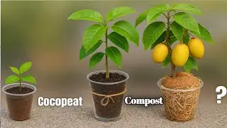 How To Make A Mango Tree Grow Faster🥭||hoe plant je een mangoboom