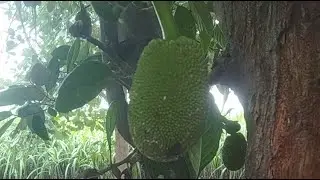 பலாப்பழம் விவசாயின் கஷ்டங்கள் Jackfruit farming struggle #live #farmerslife  #farming #vivasayi