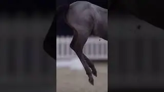 Blue roans!😃 So beautiful 🤩 #horse #equestrian