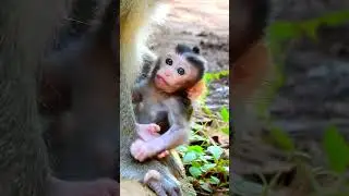 Newborn baby monkey video #monkeyvideos