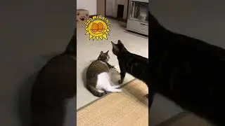 Good morning cats