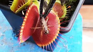 First Carnivorous Plant feed of 2024