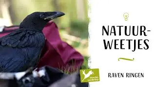 Natuurweetjes - Raven ringen