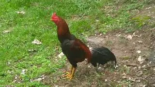 Som De Galo ( Rooster - Sound Effect Free )