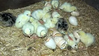 Hay MaShA Allah New Chicks Turkey Bird  Eggs Hatching Start KarDi Dera Gujjran Da
