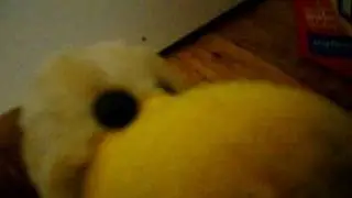 CHOCHA FIGTH (ZASIMO)