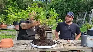 Projet Ficus en bonne compagnie!