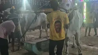 GLR Bulls &ndash; పెద గొట్టిపాడు Annambotlavaripalem Bull Race  #om 