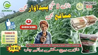 NARI SEED MAIZE 🌽 FODDER | FIELD 👨&zwj;🌾