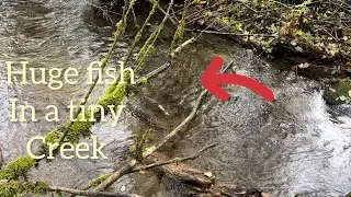 Huge fish in a tiny creek at Wildwood Park ￼