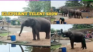 ELEPHANT TELENT SHOW -ELEPHANT PLAYING BASKETBALL | #elephant #viral #elephantgames #hugeelephant