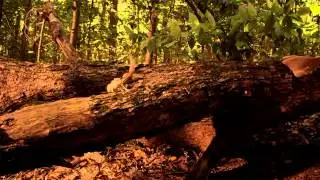 hidden kingdoms