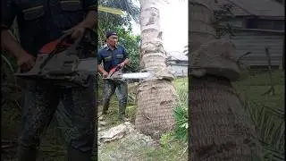 Tebang Pohon Kelapa Pakai Senso