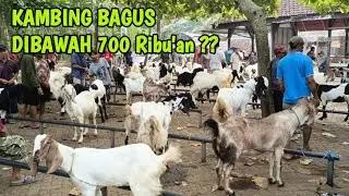 UPDATE TERBARU HARI INI HARGA KAMBING PASAR BENDOAGUNG TRENGGALEK JATIM @HargaTernak 