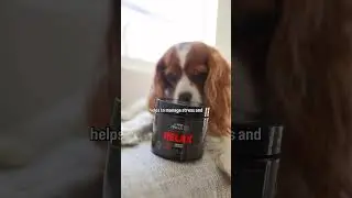 The reality of having a senior dog! behavior changes so much #dogcognition #cavalierkingcharles