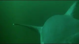 Thresher Shark Bioluminescence Caught on Camera For the First Time Ever!