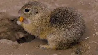 The Secret Life of the Northern Short-Tailed Shrew