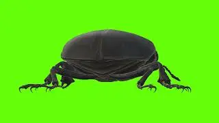 Green Screen | Chroma Key | Insect 4K | Stag Beetle