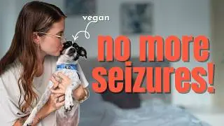Моя собака была веганом в течение 6 месяцев, и вот что произошло...