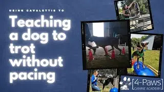 Teaching a dog to trot without pacing using cavaletti