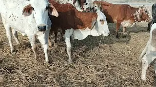 Happy Hungry Cows Grazing Peacefully | Calm & Relaxing Farm Life