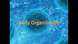 Medical Terminology Body Organization Organ Systems