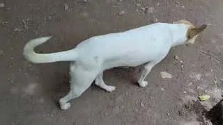Filhotes 🐕  fofinhos