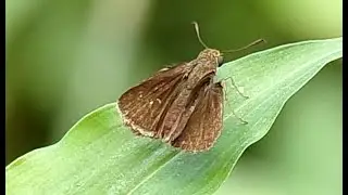 Small Branded Swift butterfly  Pelopidas mathias