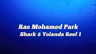 Parc RAS MOHAMMED shark & yolanda reef - scuba diving -   SpiritDiver HD