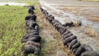 Animal pigs videos in beautiful village nature of animal village food in world pigs
