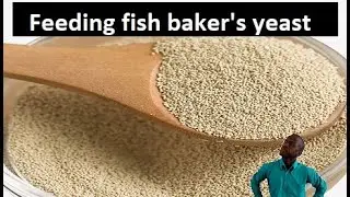 FEEDING AQUARIUM FISH YEAST | BAKER'S YEAST VS NATURAL YEAST
