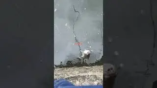 silver carp on Magic carp bait #shorts #trending #viral