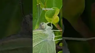 Extreme Zoom Test on Butterfly 🦋 | Unbelievable Phone Macro Shot | Nature Close-Up #shorts #reels