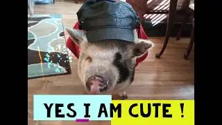 Oink the Pig, loves hats !