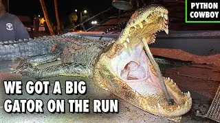 We Caught A Big Alligator On The Run