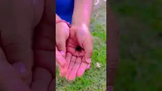 Frog lover🙄