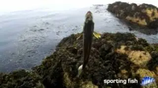 Fly fishing for pollack
