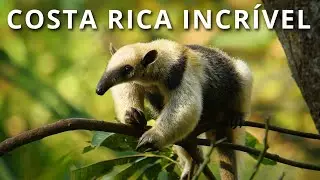 COSTA RICA INCR&Iacute;VEL: O santu&aacute;rio animal do mundo