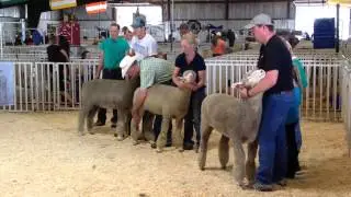 North Dakota State Fair Sheep Judging
