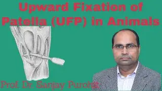 Upward Fixation of Patella (UFP) in Animals (Clinical Procedure 4) by Prof. Sanjay Purohit #MPD #UFP