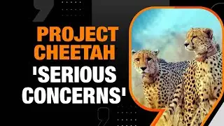 Another Cheetah Found Dead | Experts Raise Serious Concerns Over Project Cheetah | News9