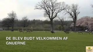 Zebraerne kommer p&aring; Savannen