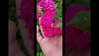Elizabeth Park Rose Garden!