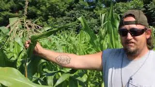 Adam's Corn(er) - Episode 4