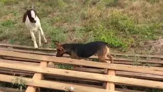 Never Build a Goat Playground!! Simple Logic