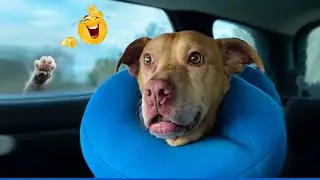 Try Not to Laugh! Hilarious Dogs & The Funniest Dog and Cat Videos of the Year 😂🐕