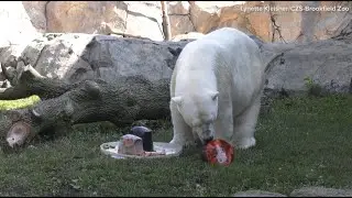 Animals enjoy patriotic treats for Fourth of July at Brookfield Zoo