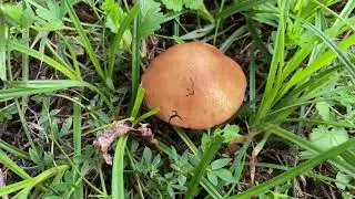 Suillus granulatus, September 29, 2022