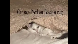 Cat Pee Pee  on a 9x12 Persian rug Clean by PetPeePee&reg;